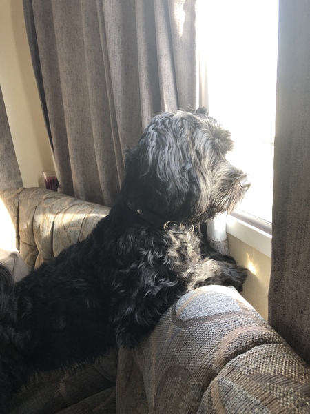 Show me your puppies!