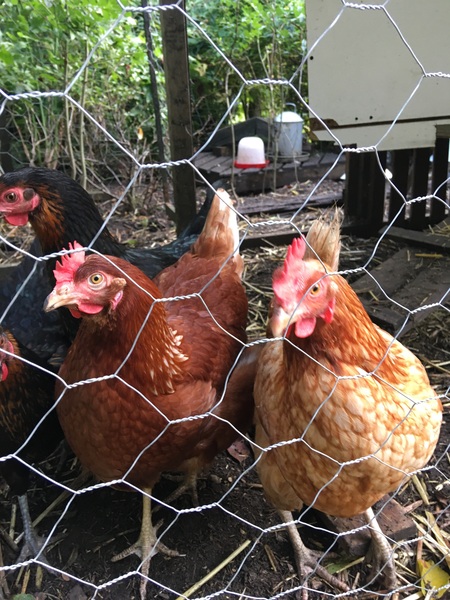 Westminstenders: The Tory Party Spectacular