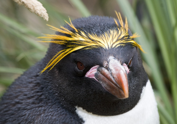 Penguins