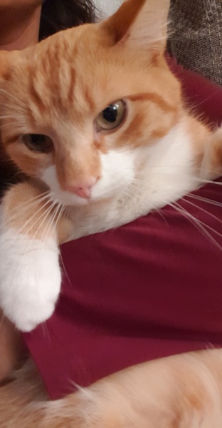 Kitty Tinder