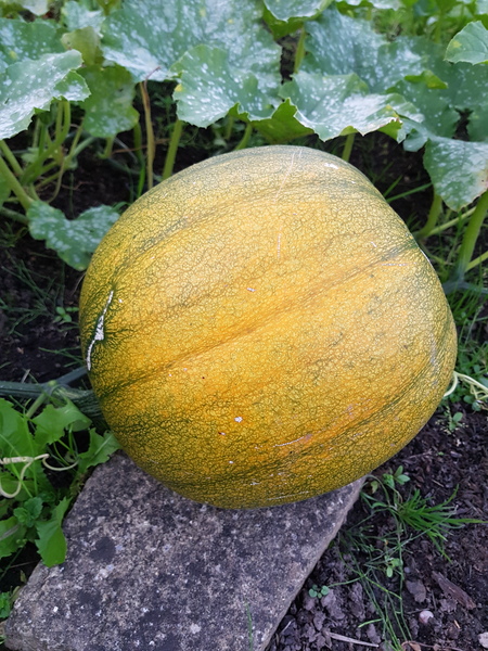Allotment/Veg Patch Thread 14 ! growing into summer