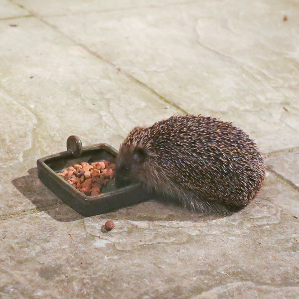 Giant hedgehog living in my garden