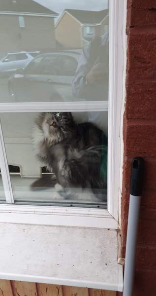 I think my cat is broken...