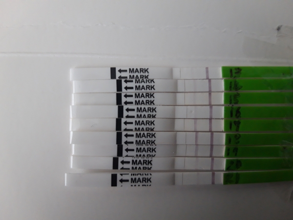 Would you say this opk is positive