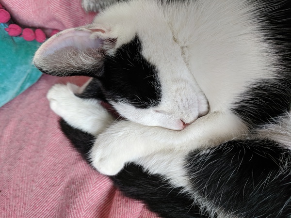 Cat advice please