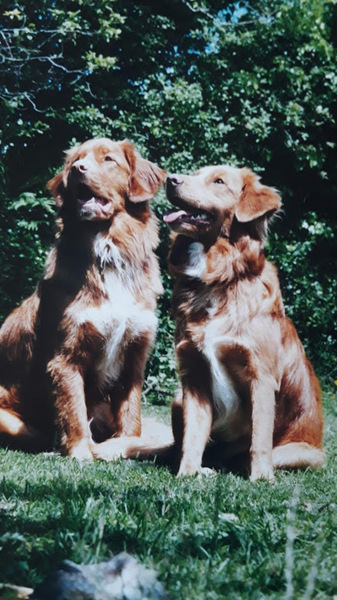What are your favourite breeds of dog ?