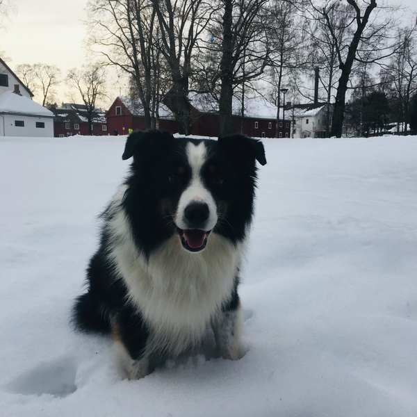 What are your favourite breeds of dog ?