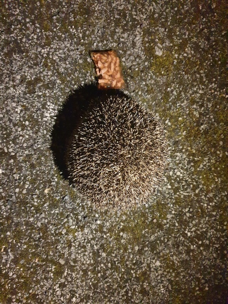 Giant hedgehog living in my garden