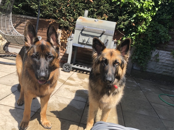 What are your favourite breeds of dog ?