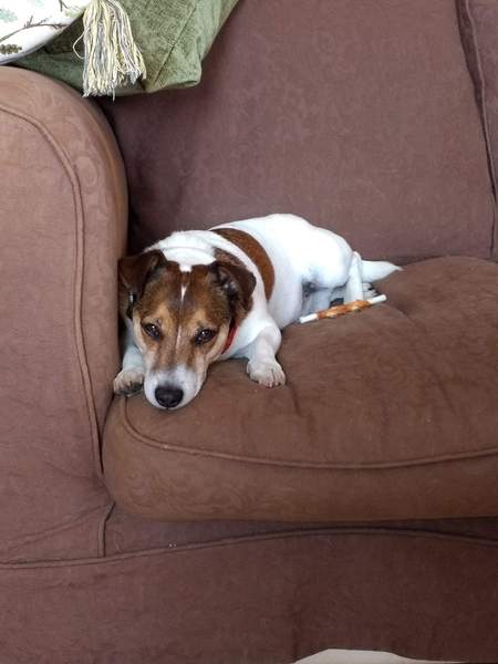 JRT with very itchy bottom