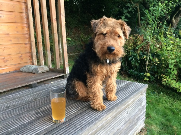 Opinions on terriers or other people focused small breeds?