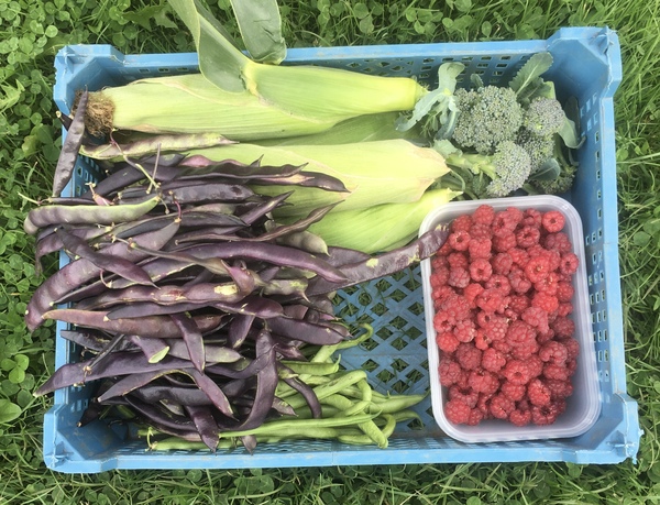 Allotment/Veg Patch Thread 14 ! growing into summer