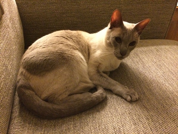 Westminstenders: Silly Season