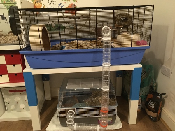 Not to get a new hamster cage?