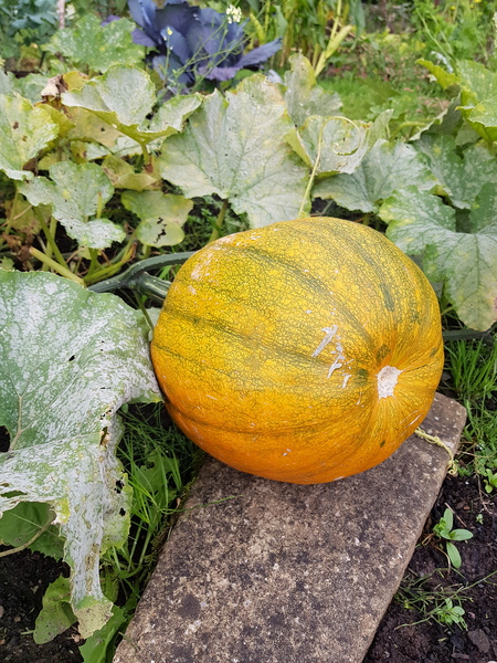 Allotment/Veg Patch Thread 14 ! growing into summer