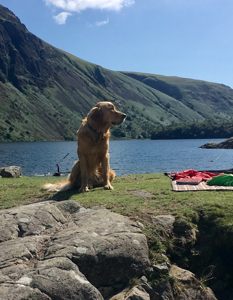 What are your favourite breeds of dog ?