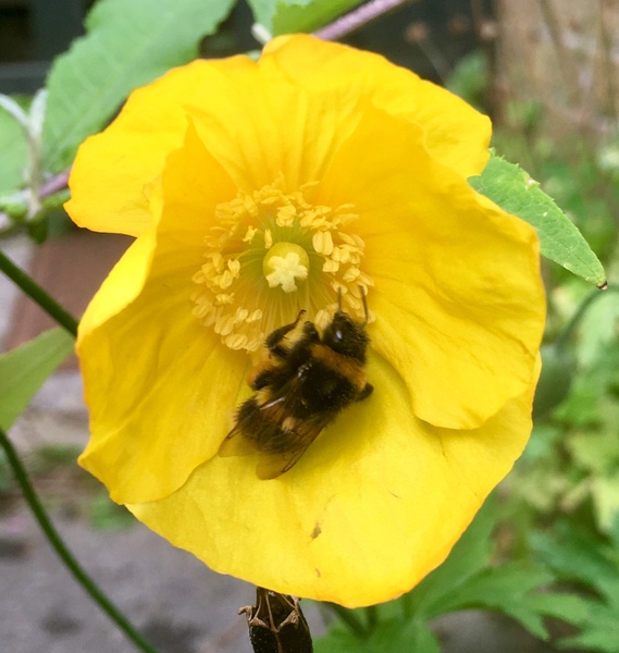 Any Witches Here? Part 9.