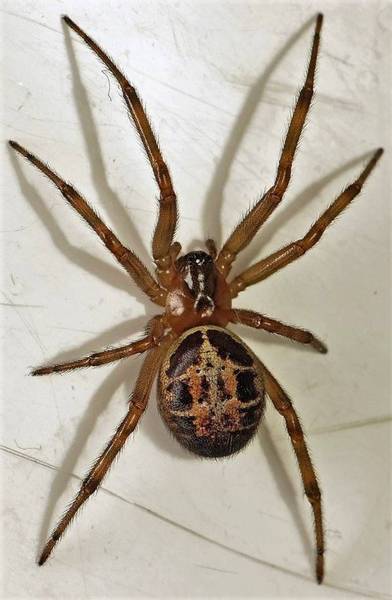 Spider identification needed ***trigger warning - spider pic***