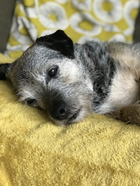 What are your favourite breeds of dog ?