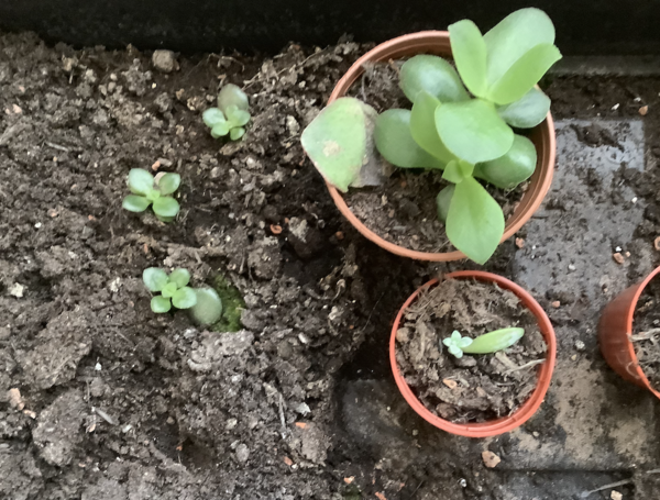 The dying lower leaves of a succulent