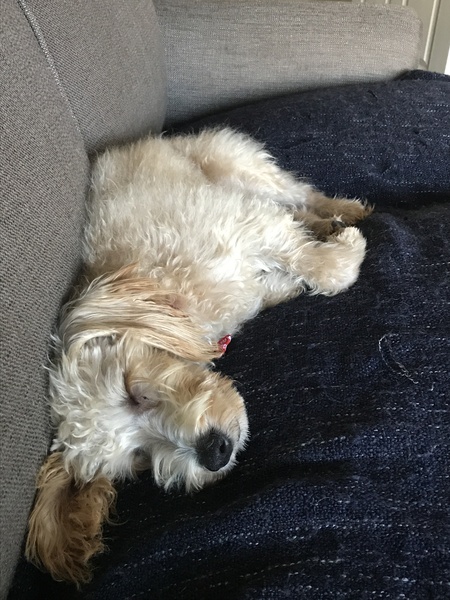 Show me your puppies!