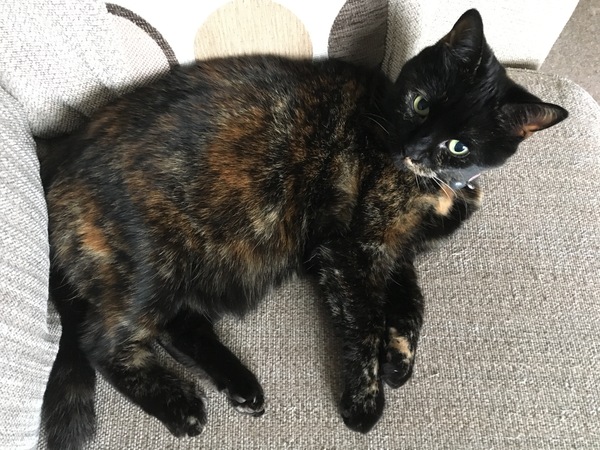 Westminstenders: Silly Season