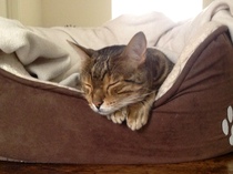Show me your cat beds