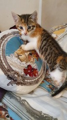 New kittens - fleas