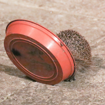 Giant hedgehog living in my garden