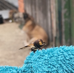 What the hell is this flying creature?