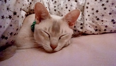 Does my cat look like Prince?