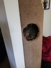 Show me your cat beds