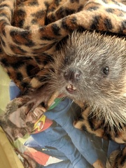 Giant hedgehog living in my garden