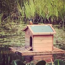 Can an estate agent use photos of my garden?