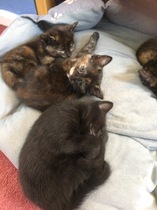 Kittens everywhere - anyone feel like recommending a cordless vacuum?