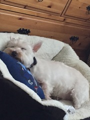 I need a middle name for my new dog.