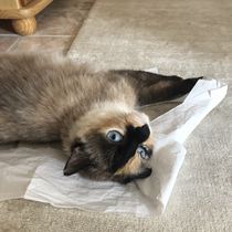 Cat chat - 100 slave tips