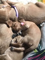 A "please help me name my puppy" thread :)