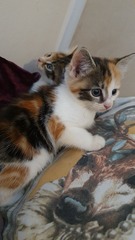 New kittens - fleas