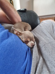 to think owning a dog is selfish?