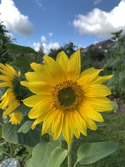 Allotment/Veg Patch Thread 14 ! growing into summer
