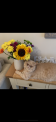 anyone any experience of corneal sequestra in a cat ?