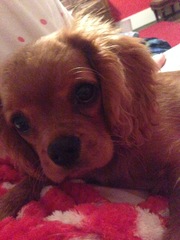 Show me your puppies!