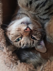 Next door's -thug- cat