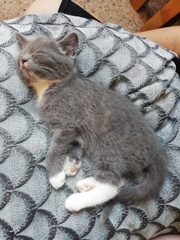 What would you call our kittens?