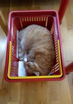 Show me your cat beds
