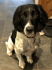 What are your favourite breeds of dog ?