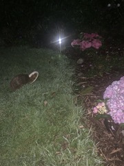 Giant hedgehog living in my garden