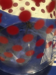What spider is this? 😩