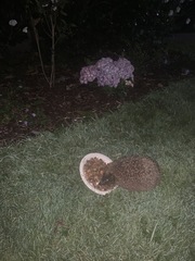 Giant hedgehog living in my garden